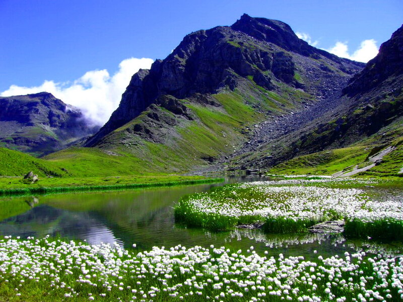 White Flowers in Mountain Lake