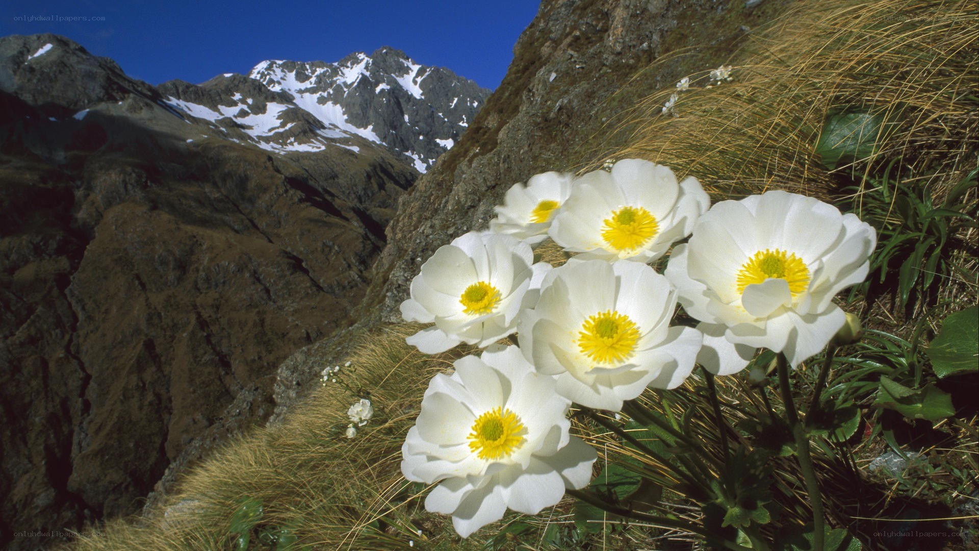 White flowers in mountain landscape