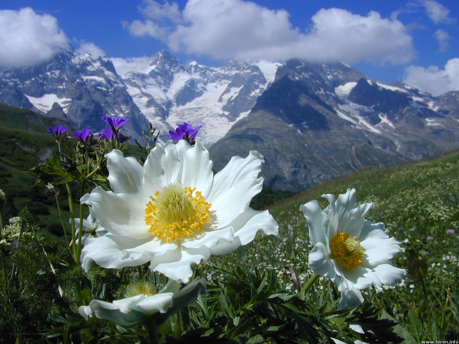 White flowers in mountain meadow