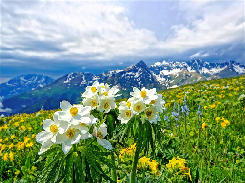White Flowers in Mountain Meadow — Green