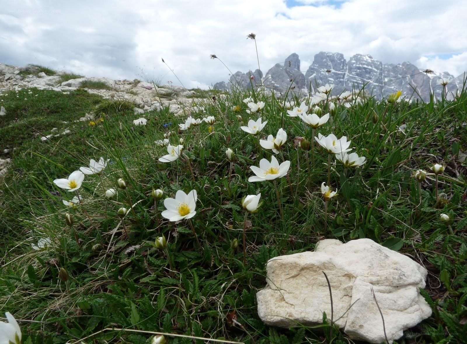 White flowers in mountain meadow