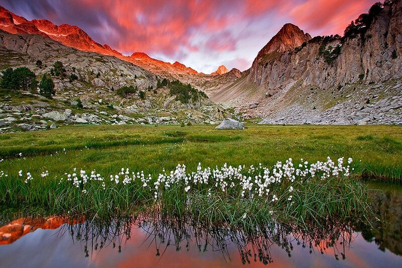 White Flowers in Mountain Pond — Red