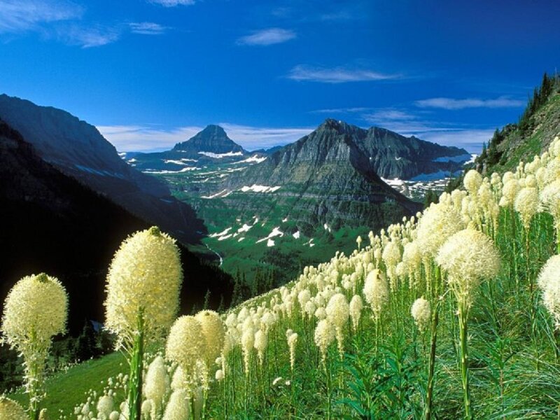 White Flowers in Mountain Valley — Blue