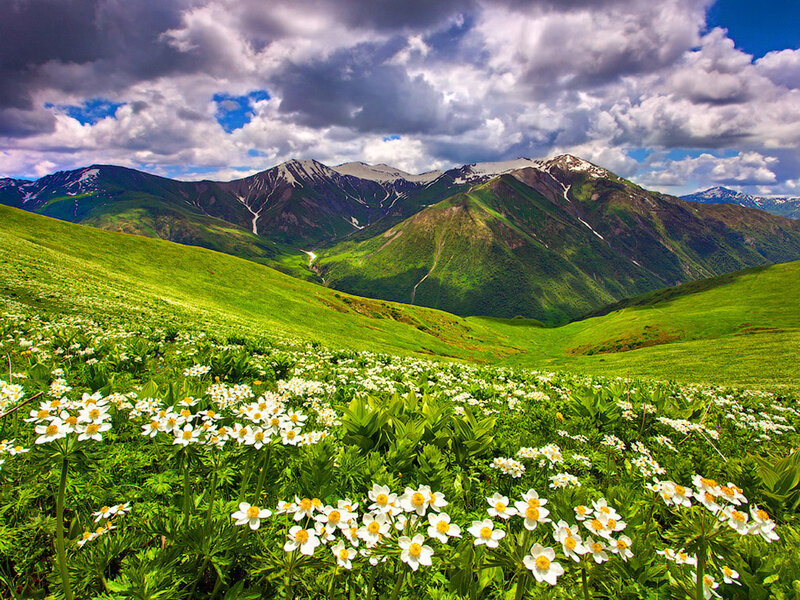 White Flowers in Mountain Valley — Green, Dramatic, Summer