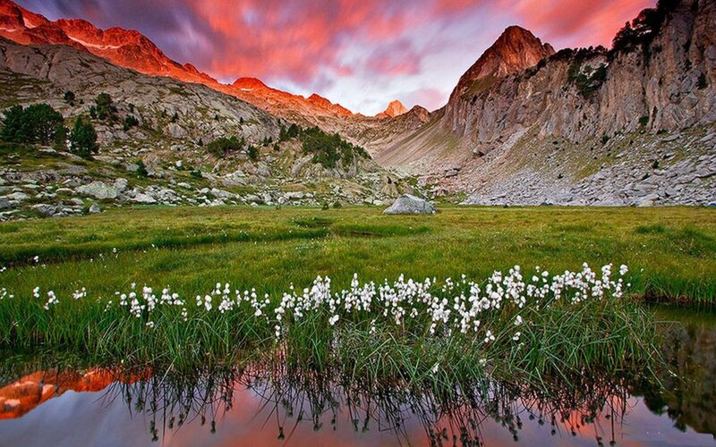 White Flowers in Mountain Valley — Green, Dramatic