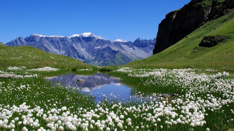 White Flowers in Mountain Valley — Green, Serene, Summer, Photograph