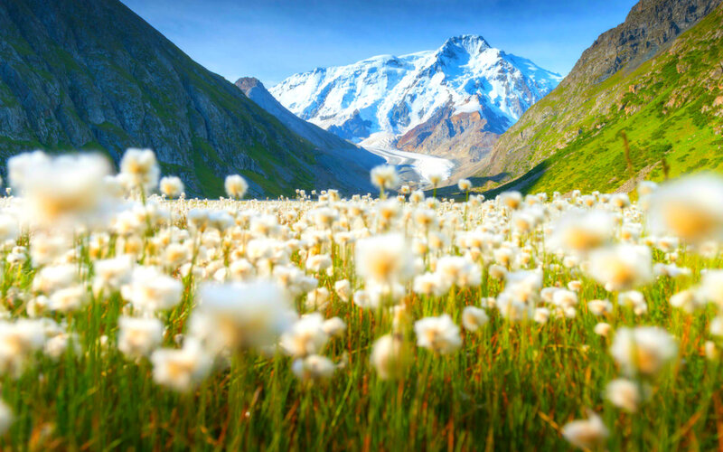 White Flowers in Mountain Valley — Green, Serene, Summer