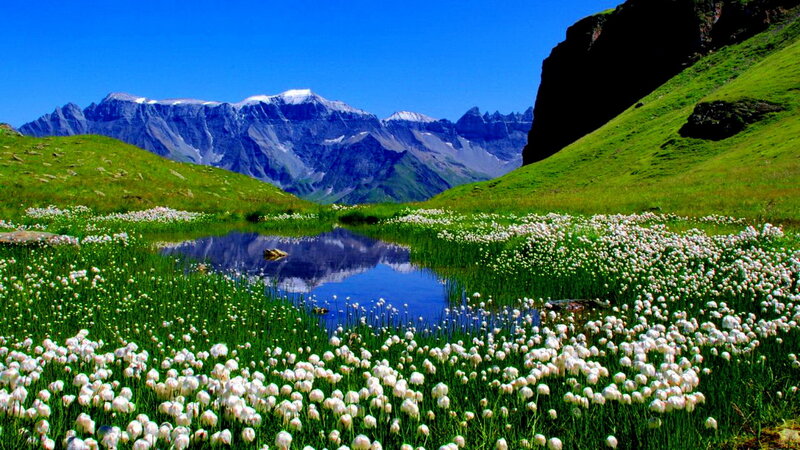 White Flowers in Mountain Valley — Green, Serene