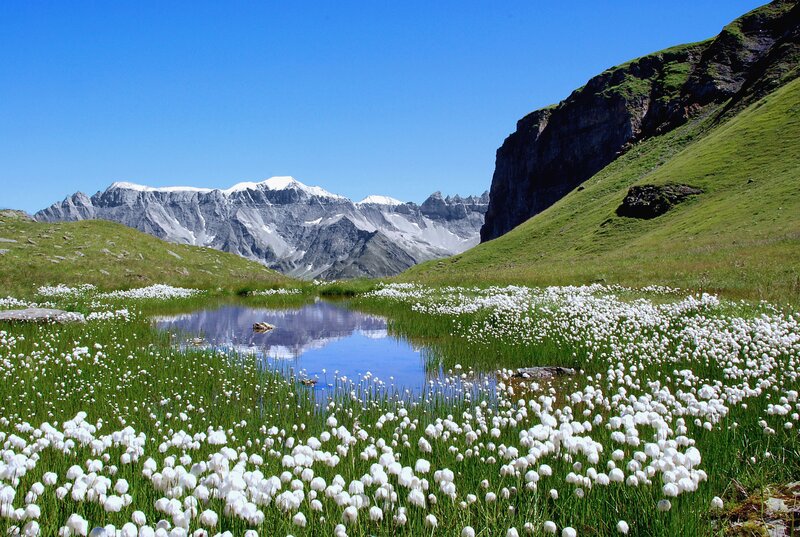 White Flowers in Mountain Valley — Green