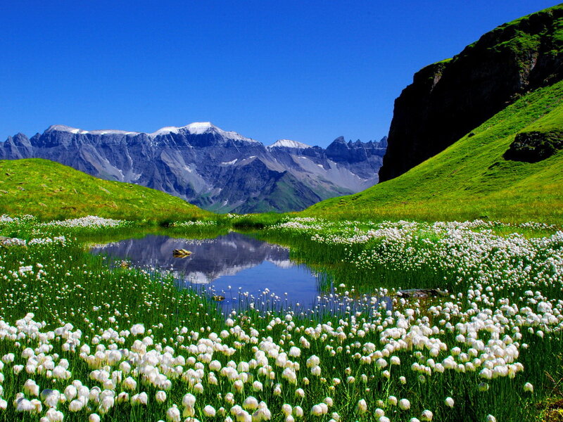 White Flowers in Mountain Valley