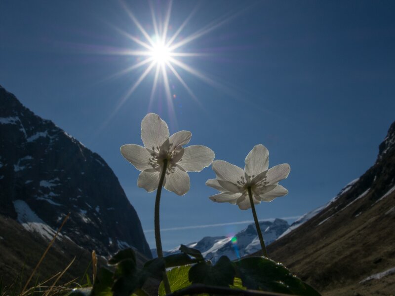 White Flowers in Mountains — Blue