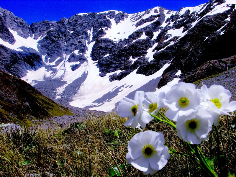 White Flowers in Mountains