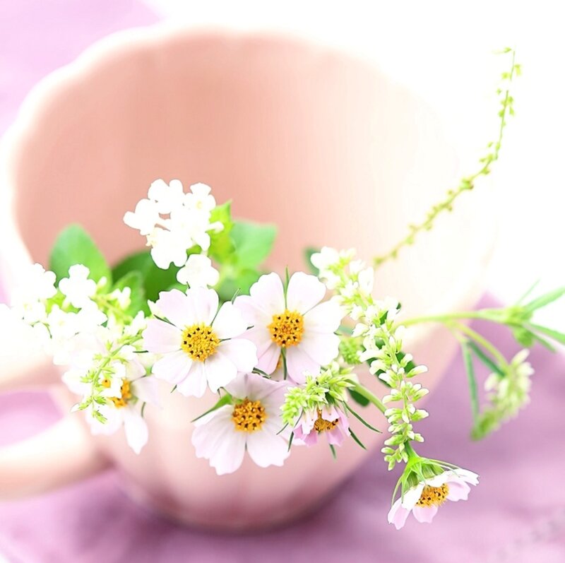 White Flowers in Pink Cup