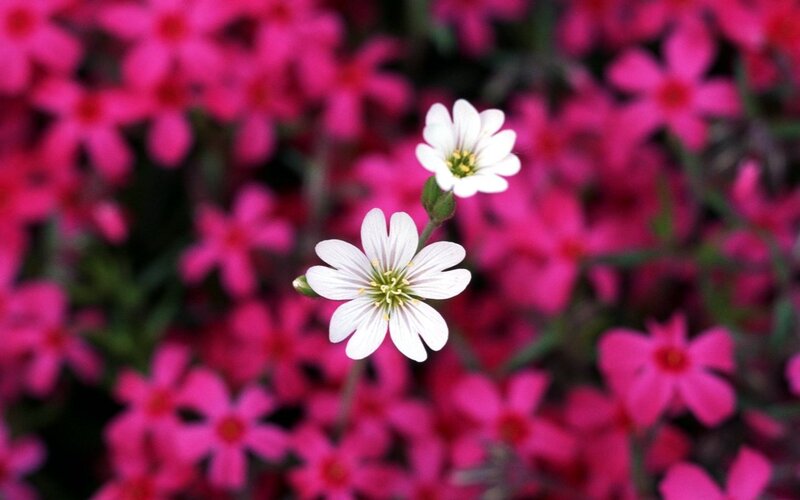 White Flowers in Pink Field