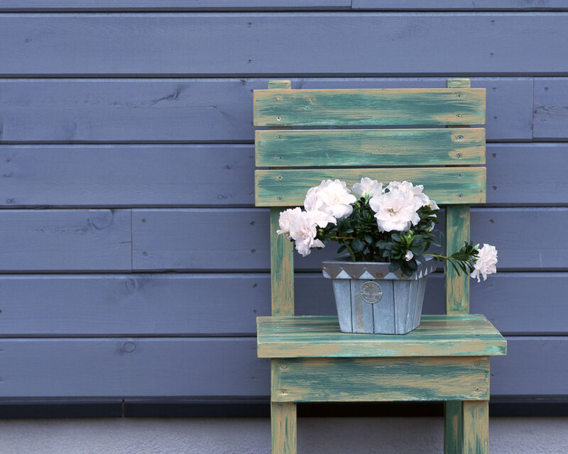 White Flowers in Pot