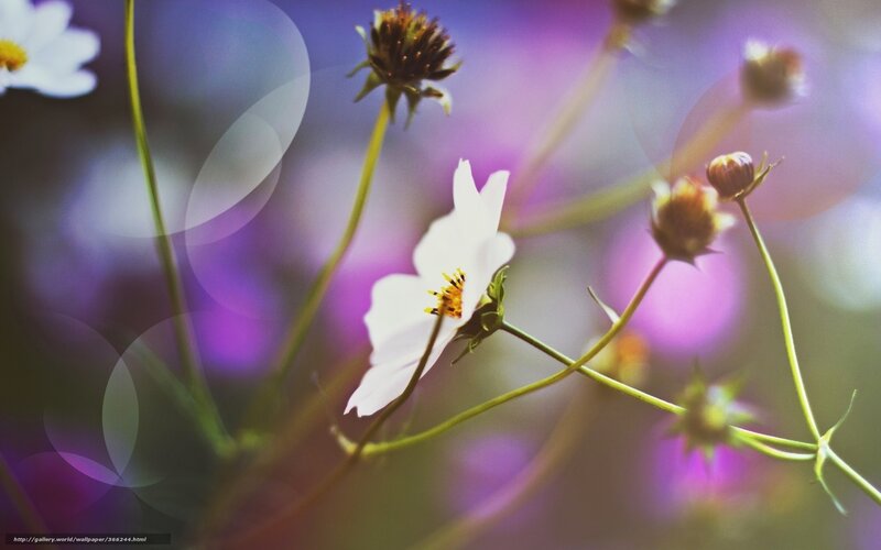 White flowers in purple field