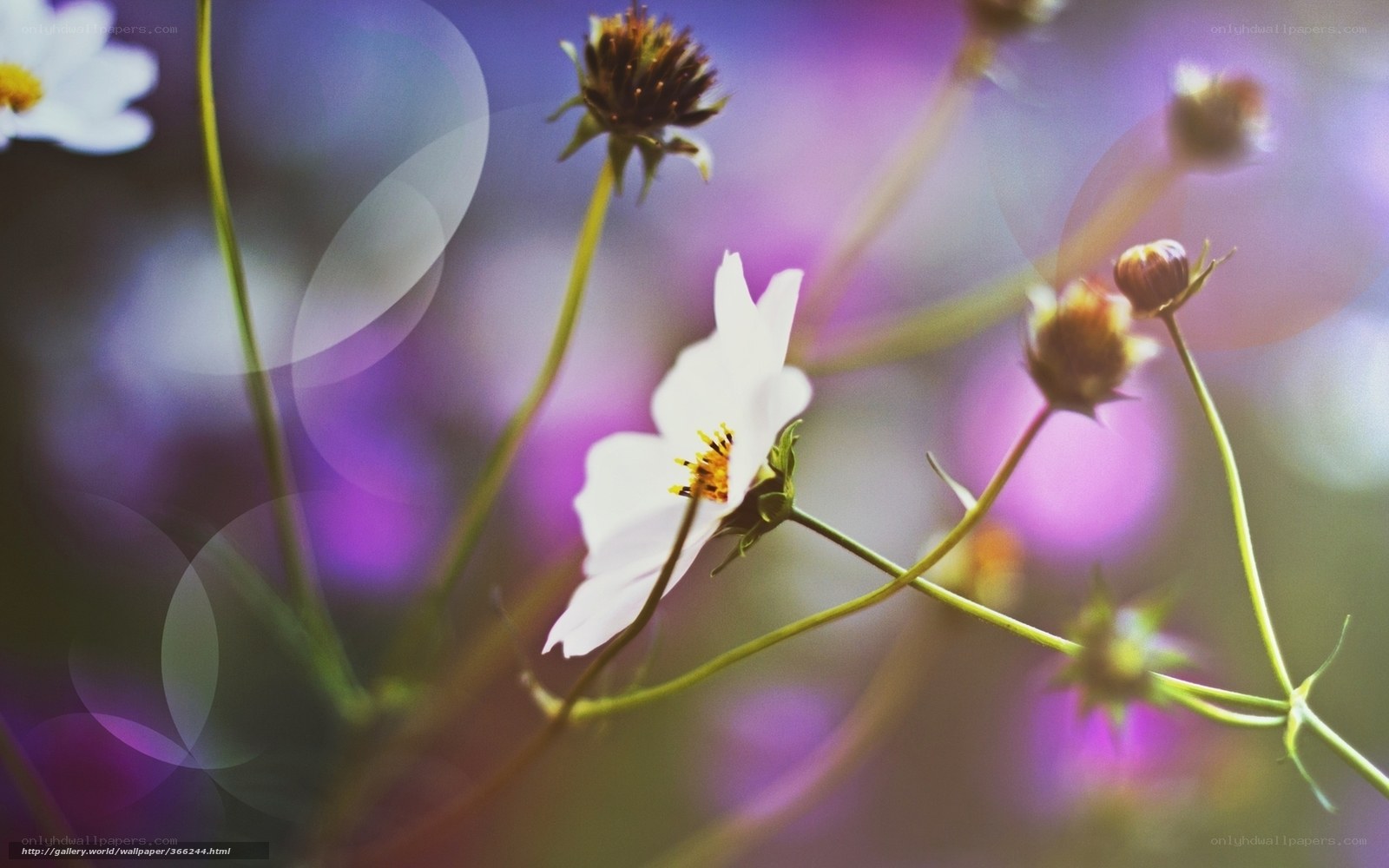White flowers in purple field