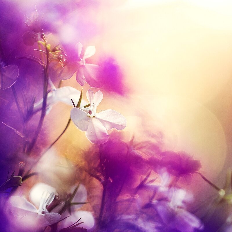 White Flowers in Purple Light — Dreamy