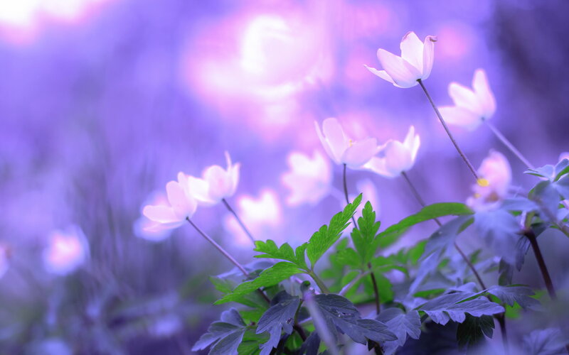 White Flowers in Purple Light — Serene