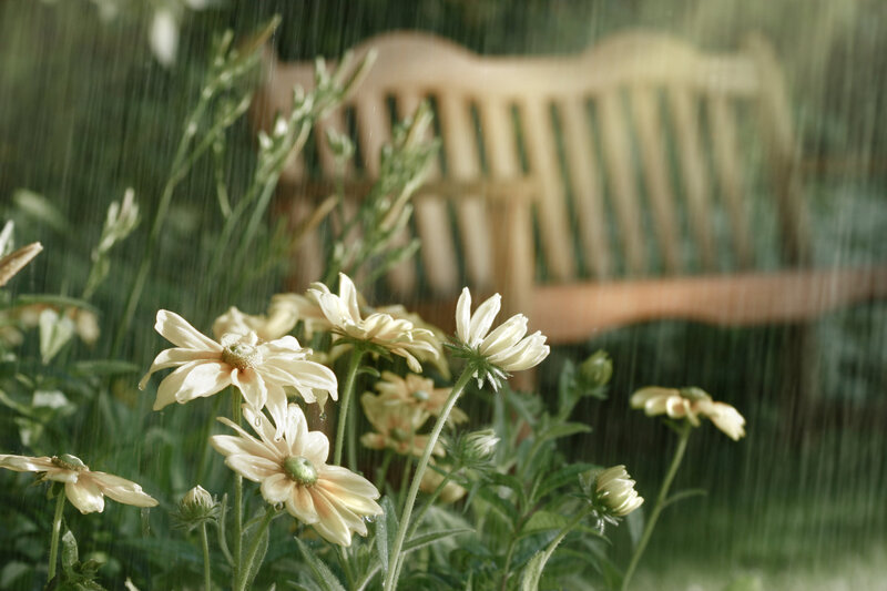 White Flowers in Rain