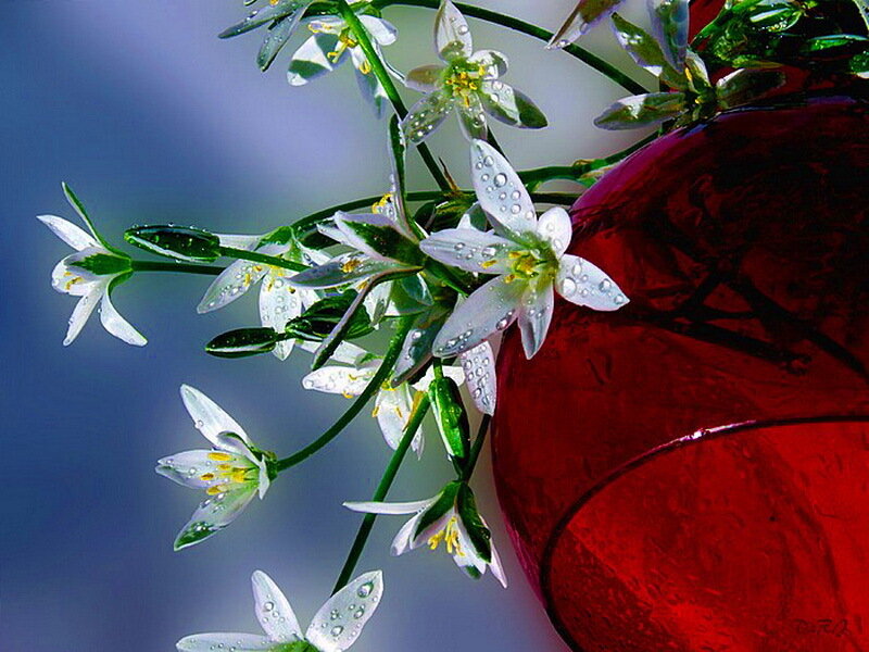 White Flowers in Red Vase