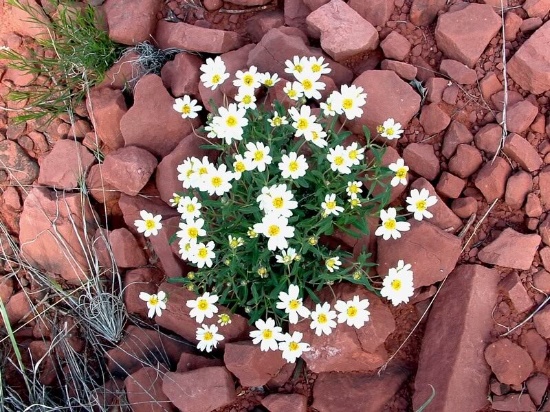 White Flowers in Rocks