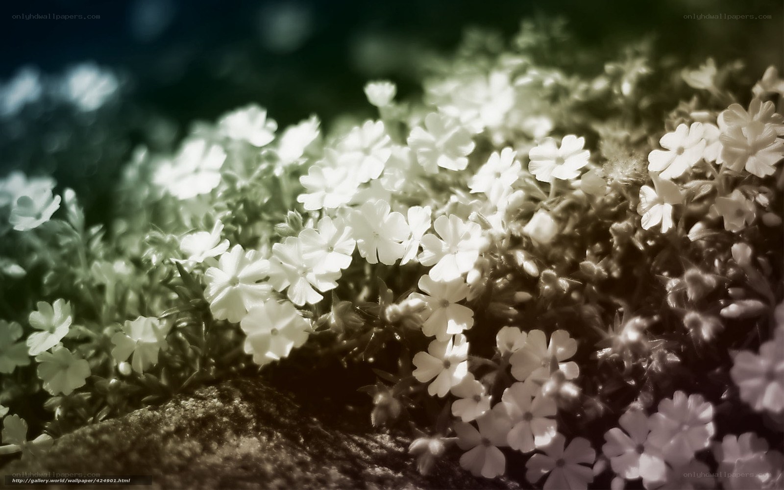 White flowers in sepia