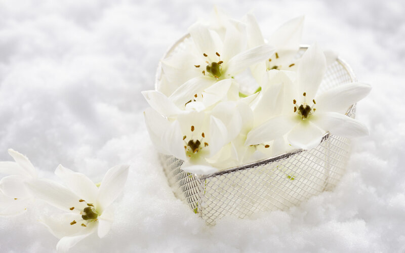 white flowers in snow