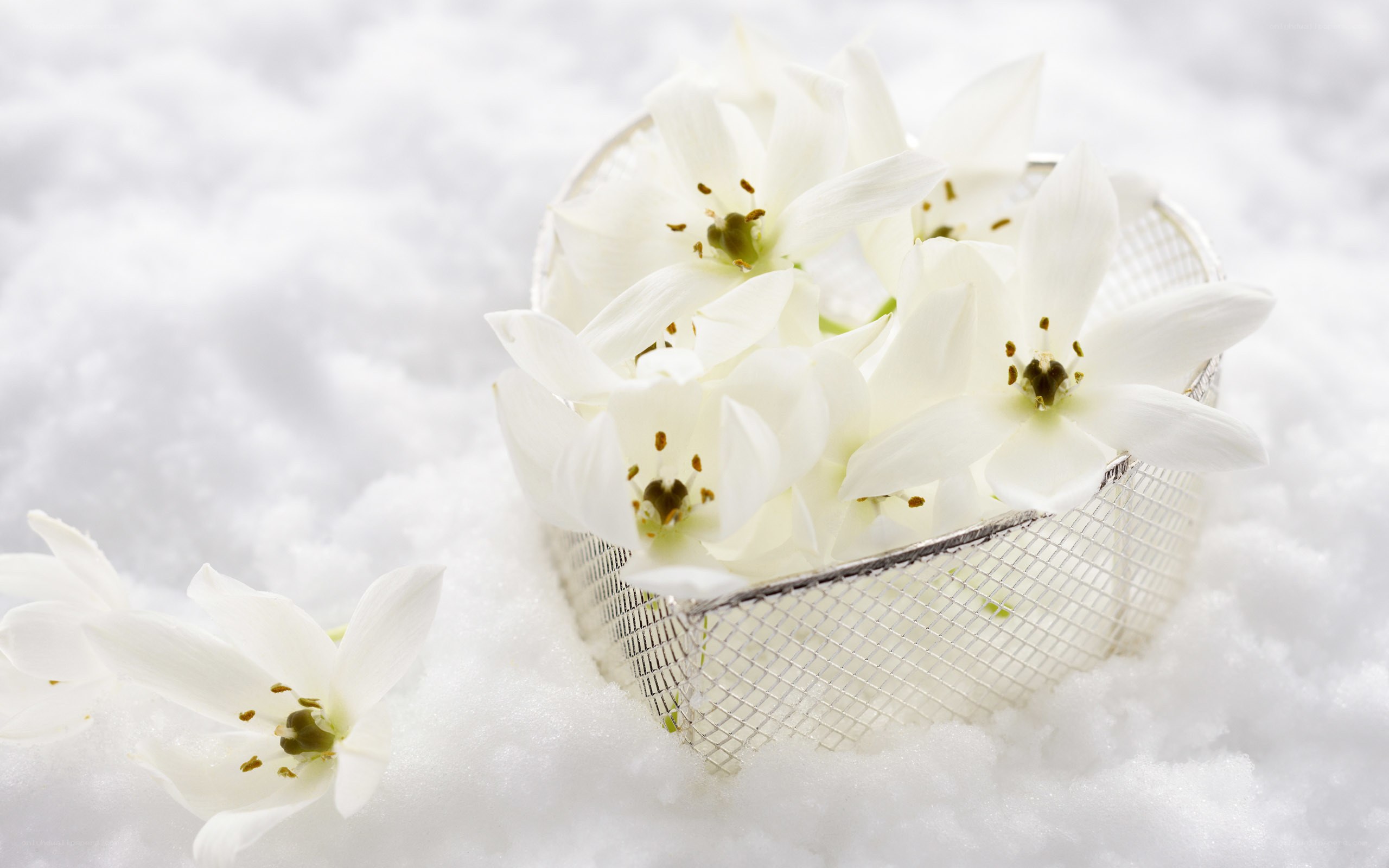 white flowers in snow