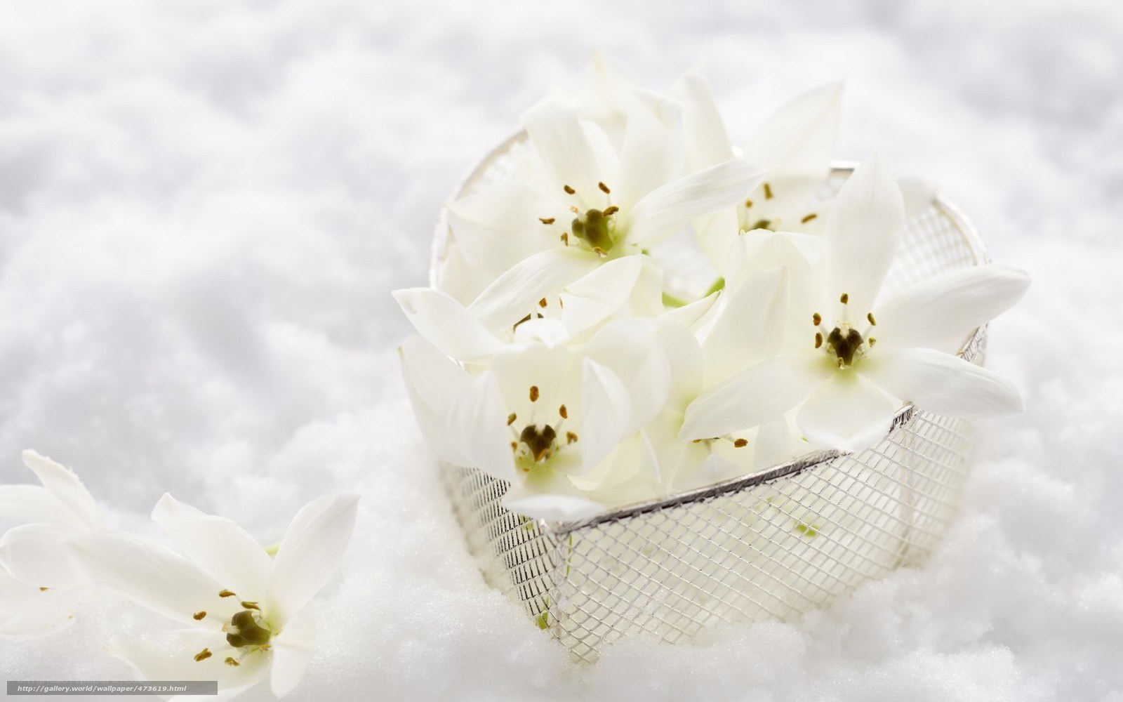 White flowers in snow