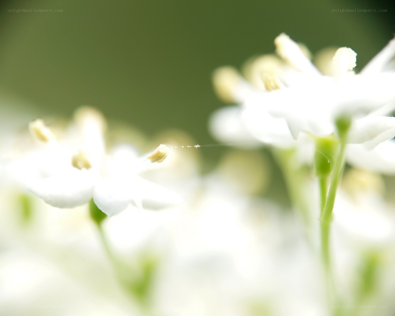 White flowers in soft focus
