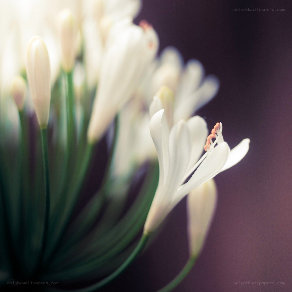 white flowers in soft focus