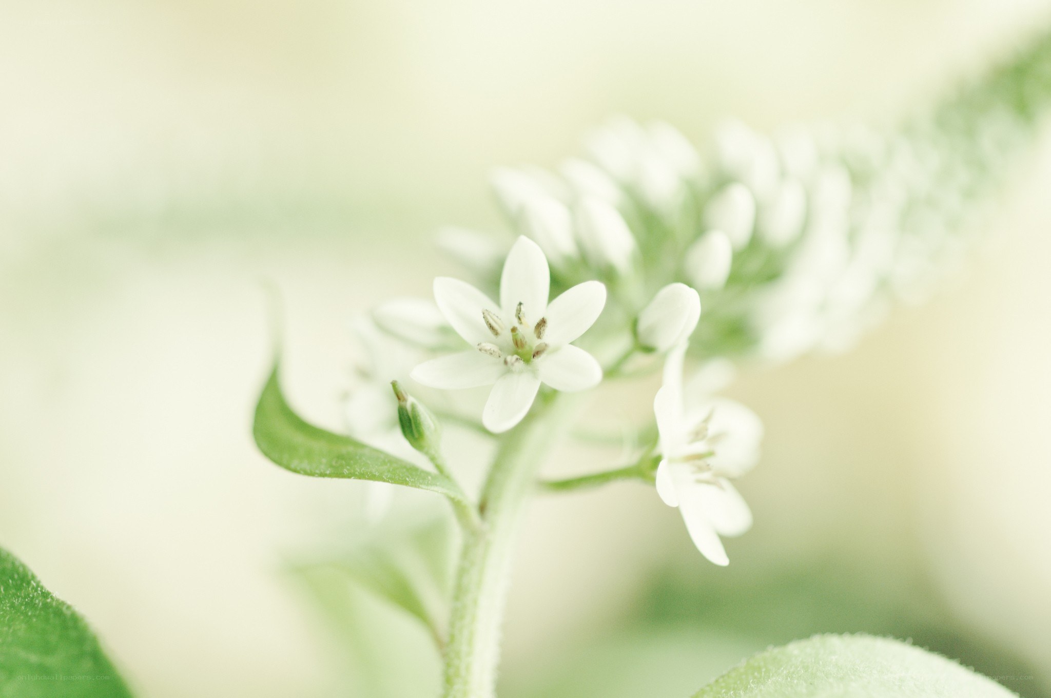 white flowers in soft focus
