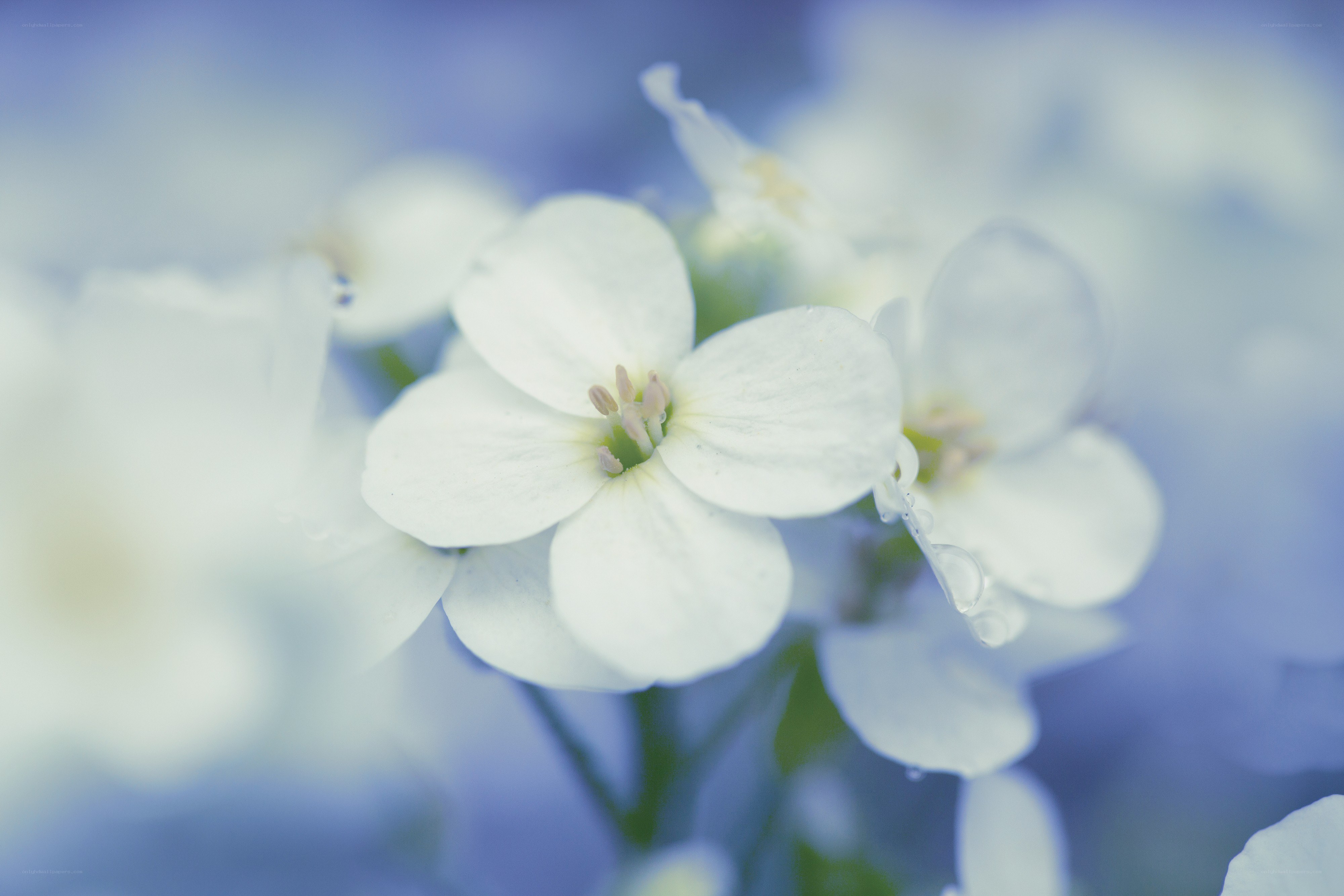 white flowers in soft focus
