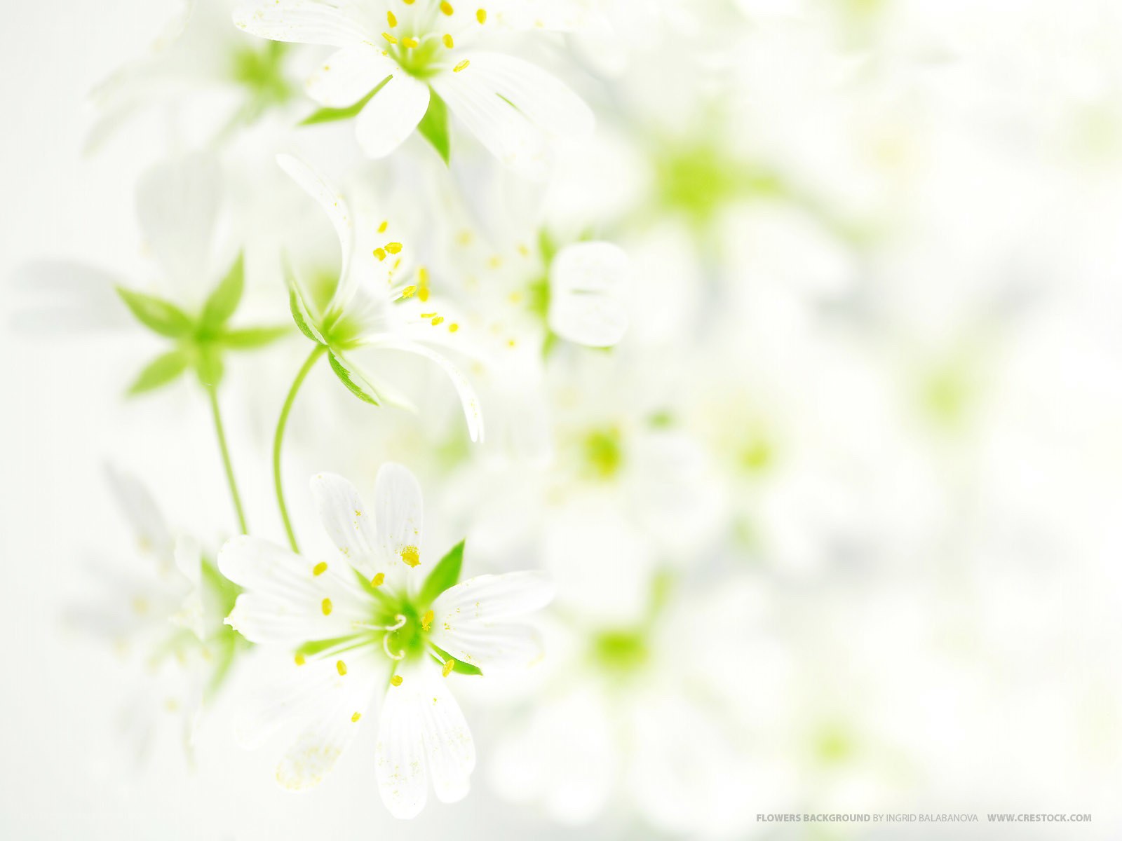 White flowers in soft focus