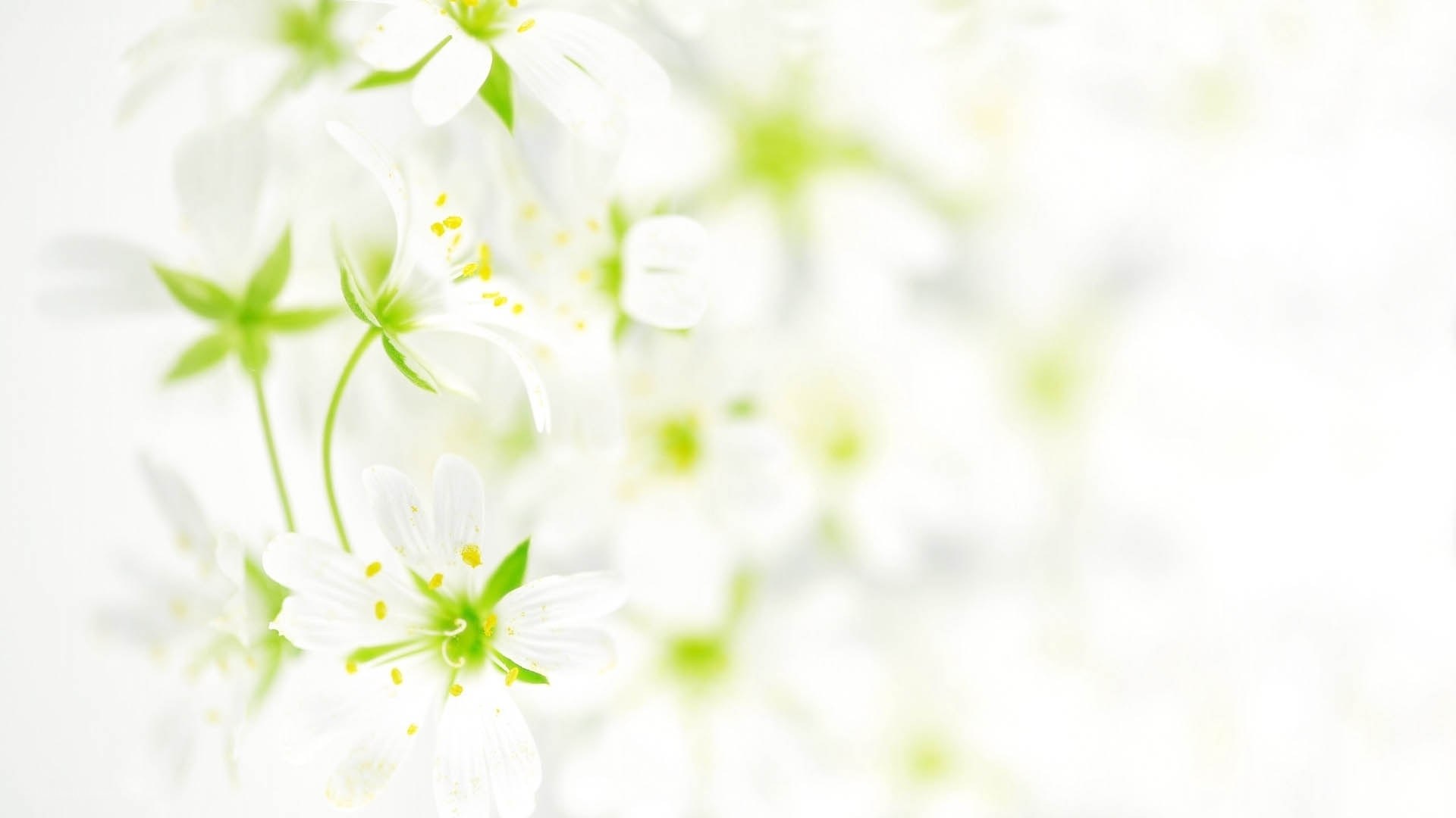 white flowers in soft focus
