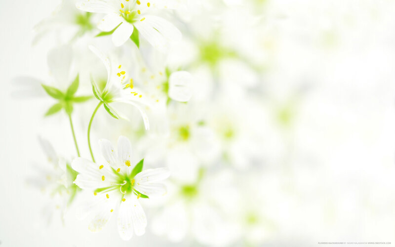 White flowers in soft focus