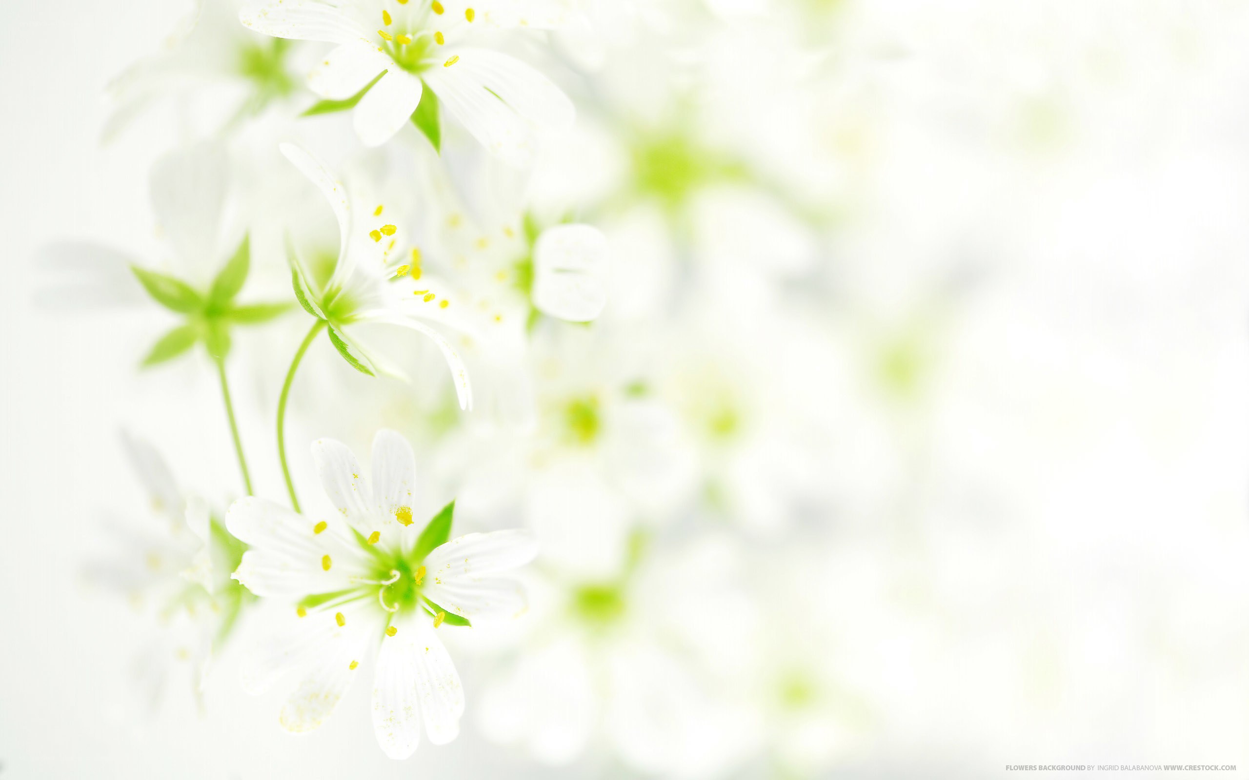 White flowers in soft focus