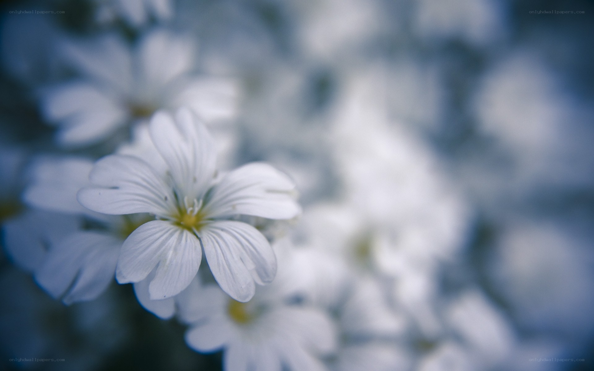 White flowers in soft focus