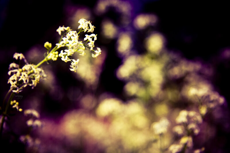 White flowers in soft focus