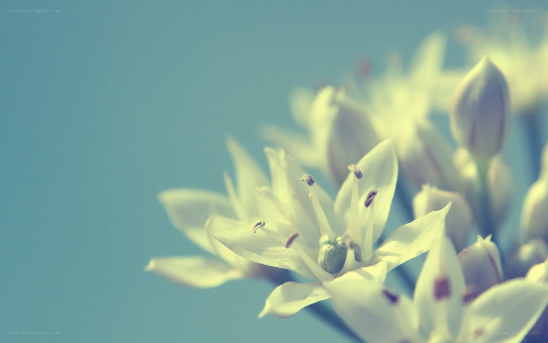 white flowers in soft focus