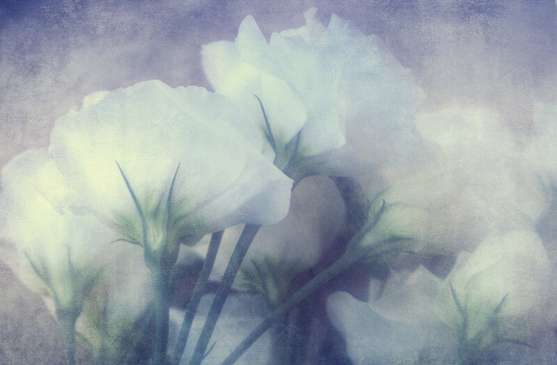 White Flowers in Soft Focus — Dreamy