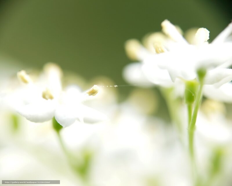 White flowers in soft focus