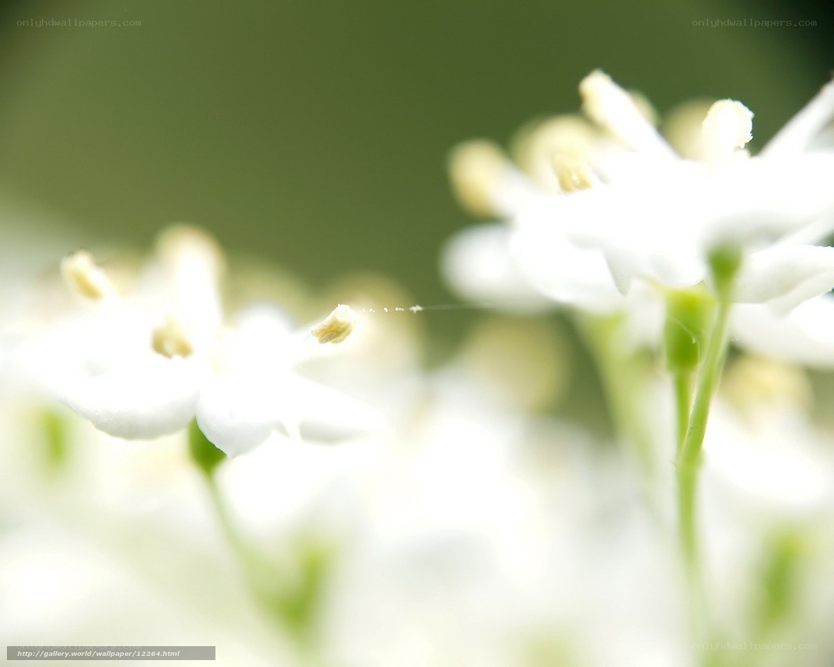 White flowers in soft focus