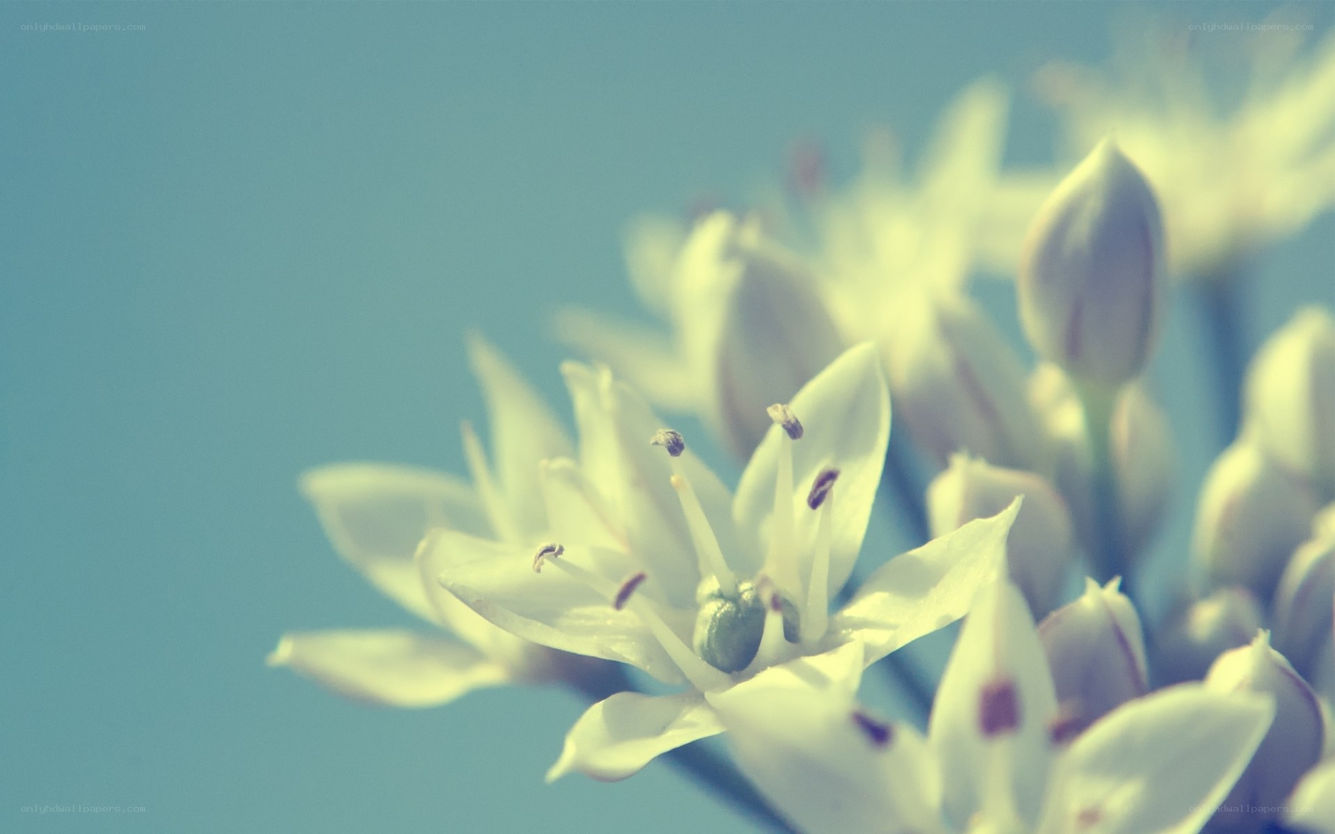 White flowers in soft light