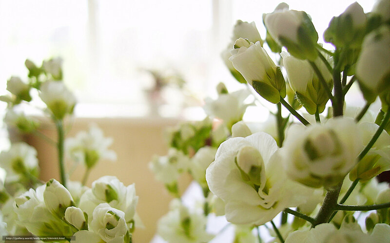 White flowers in soft light