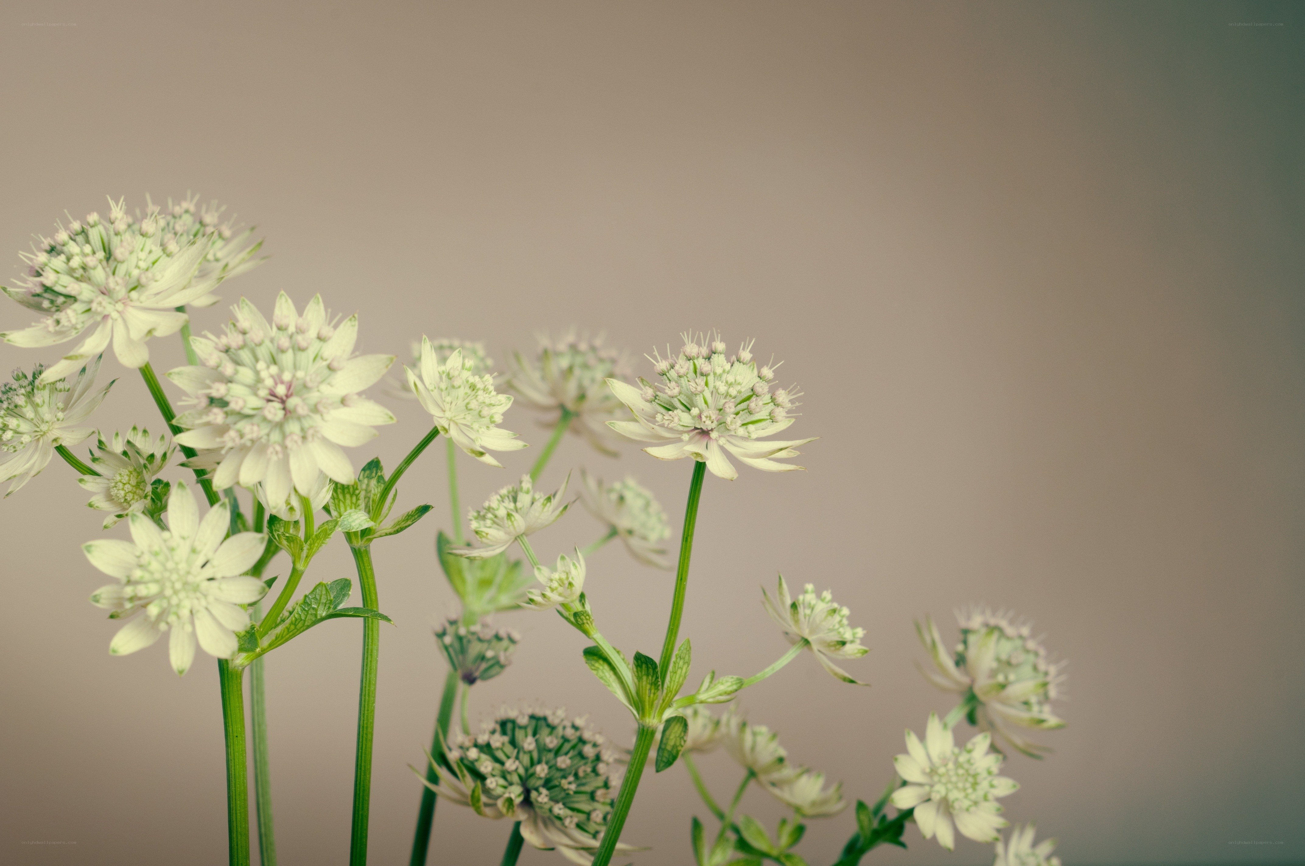 White flowers in soft light