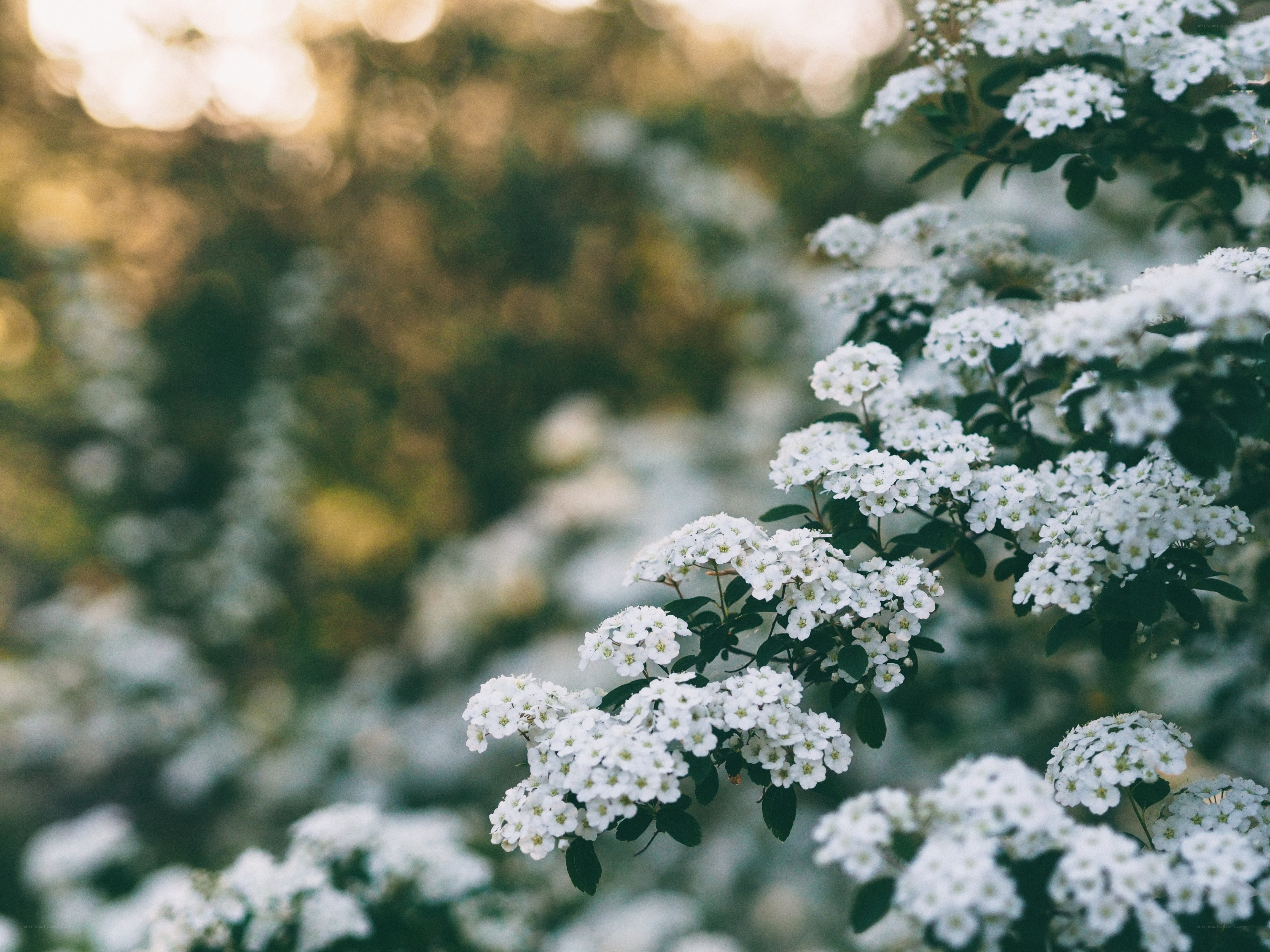 White flowers in soft light