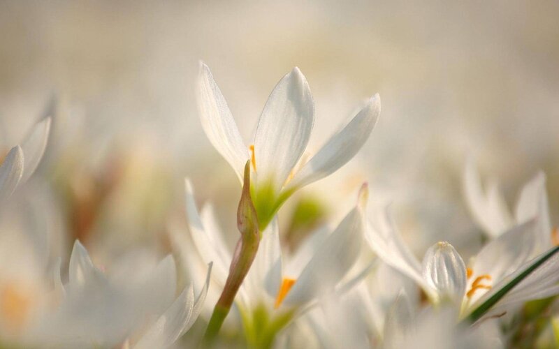 White flowers in soft light