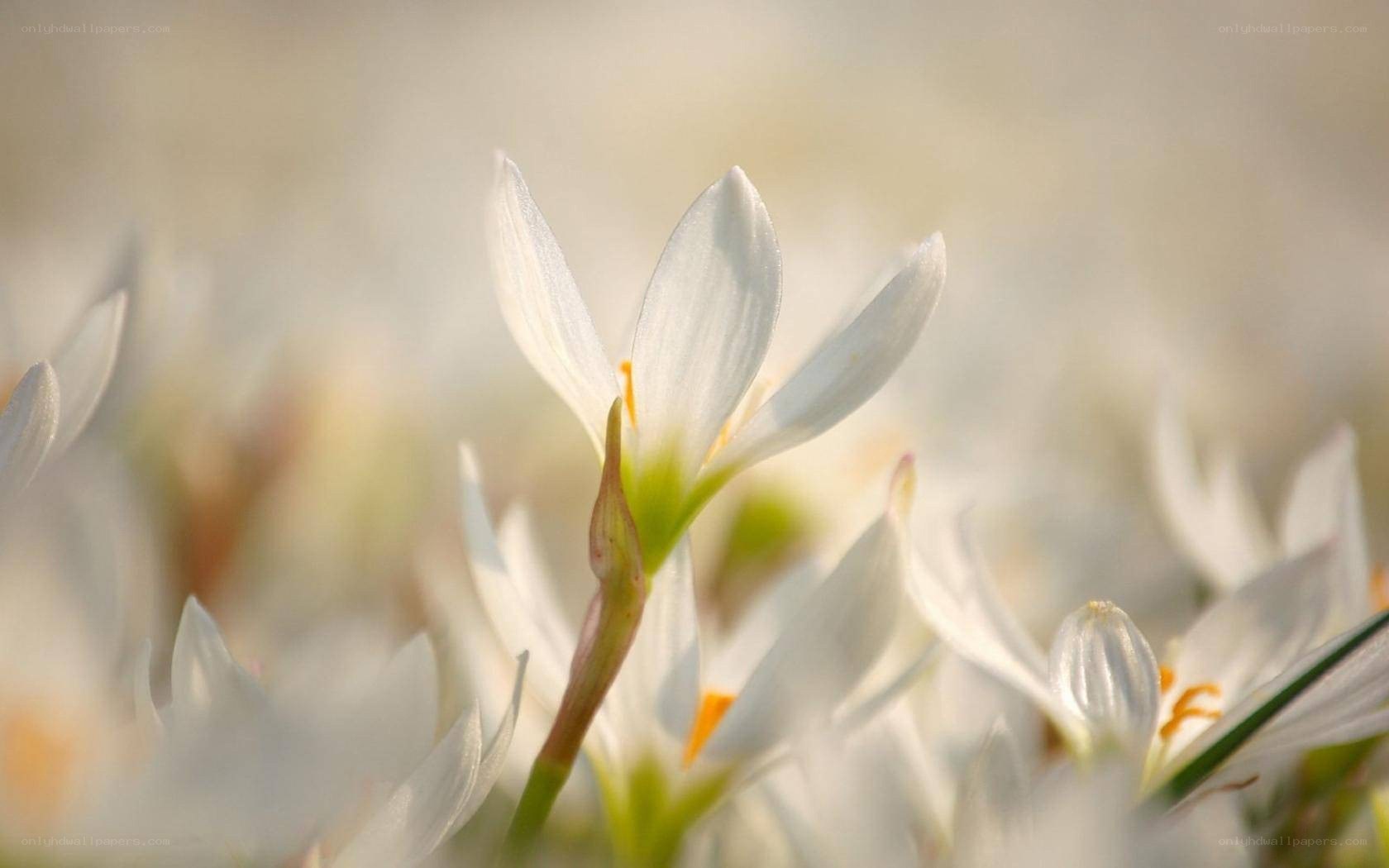 White flowers in soft light